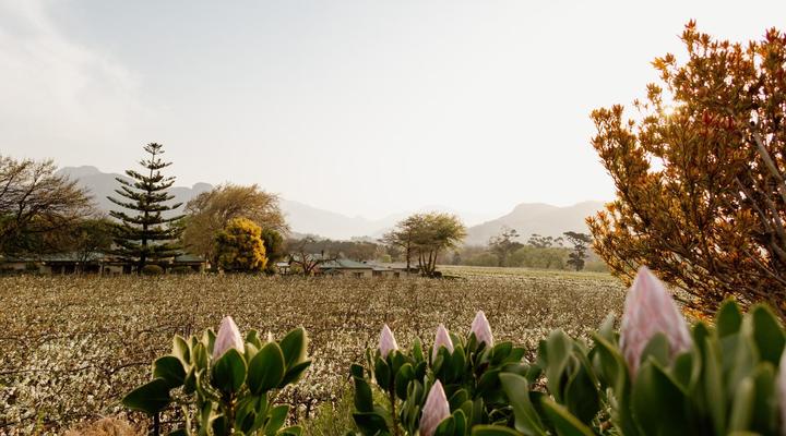Franschhoek Farm Cottages