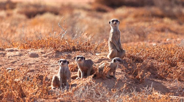 AfriCamps Klein Karoo