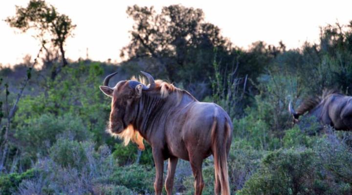 AfriCamps Klein Karoo