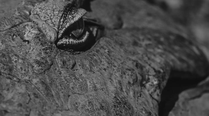 Kambaku II Boat Safaris & Lodge