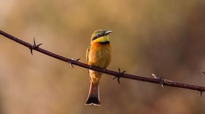 Kambaku II Boat Safaris & Lodge