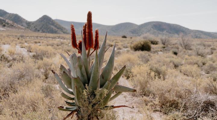 Chandelier Game Lodge & Ostrich Show Farm