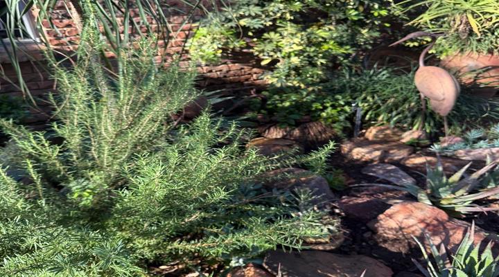 Gorgeous Gecko Guesthouse