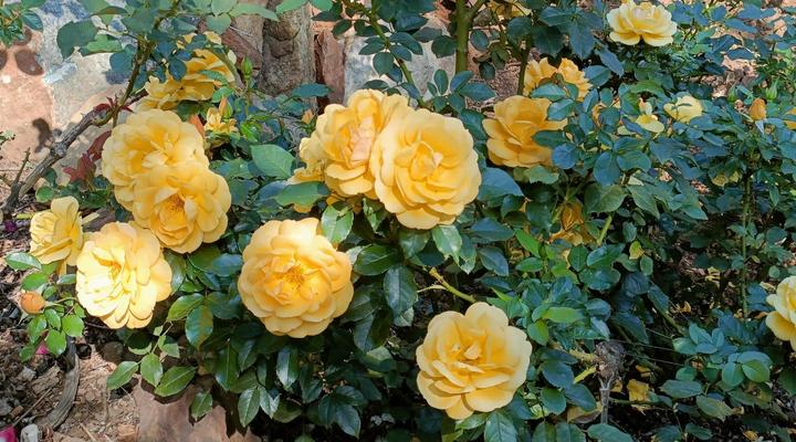 Klein Morgenster Bed and Breakfast