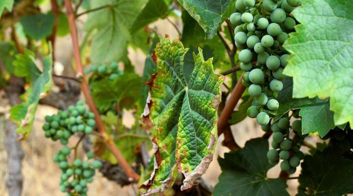 Otavi Vineyards Self-catering & Camping