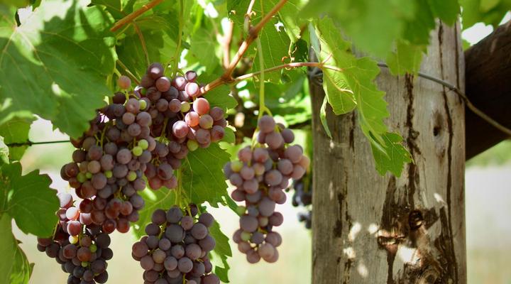 Otavi Vineyards Self-catering & Camping