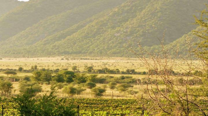 Otavi Vineyards Self-catering & Camping