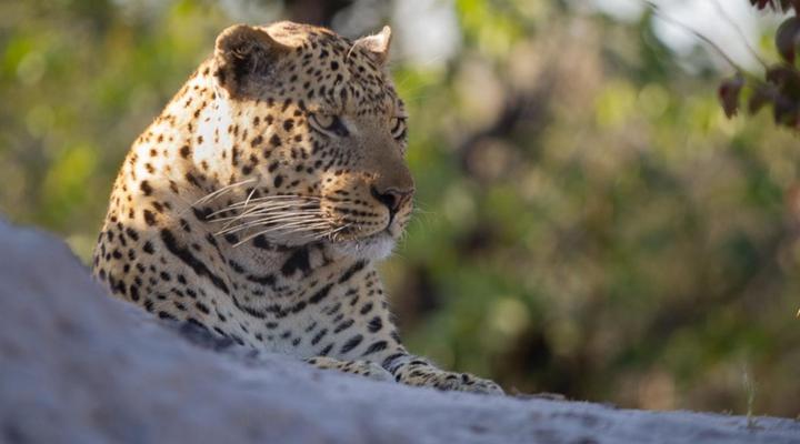 Khwai Game Lodge and Campsite