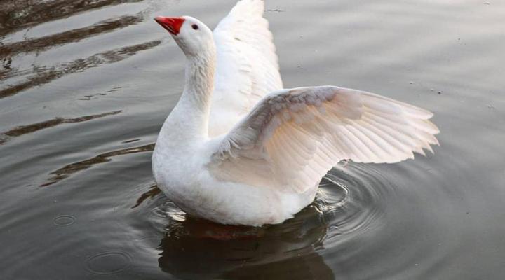 The Nugget Guest Lodge