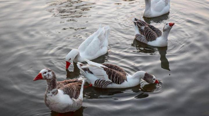 The Nugget Guest Lodge