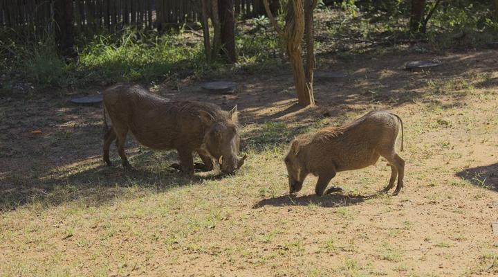 12 Bedroom Golfers Lodge 167 @Zebula