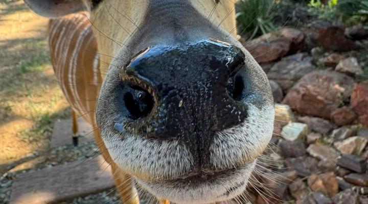 12 Bedroom Golfers Lodge 167 @Zebula