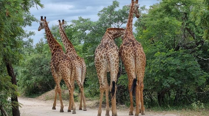 Rhino's Rest Private Luxury Villa