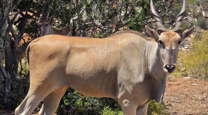Keurkloof Farm Villas