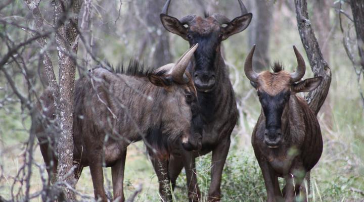 Zwahili Private Game Lodge & Spa