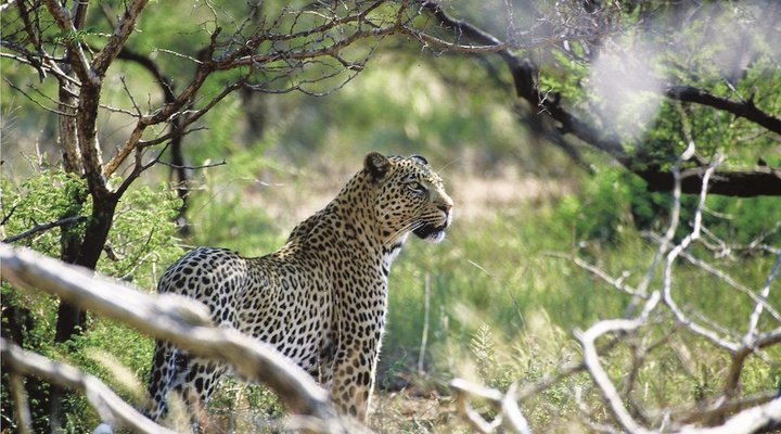 Tuningi Safari Lodge