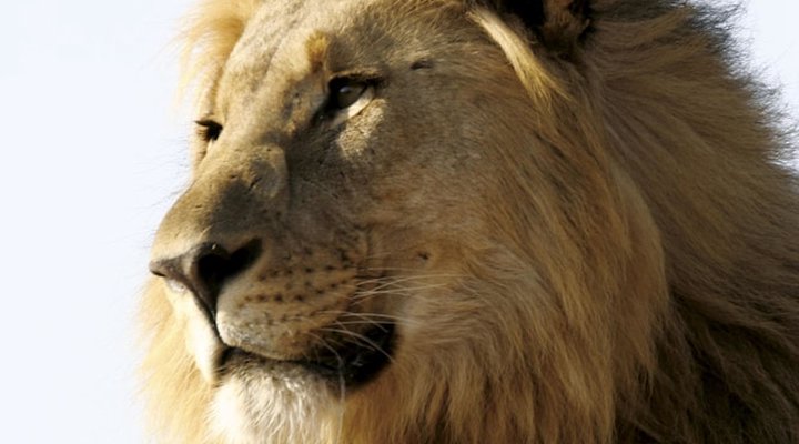 Tuningi Safari Lodge