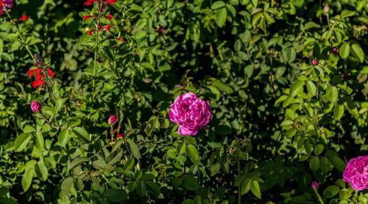 The Artist's Cottage