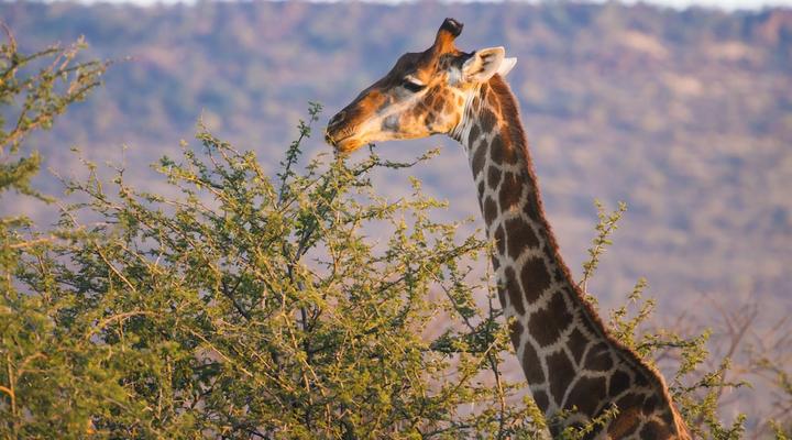 aha Thakadu River Camp