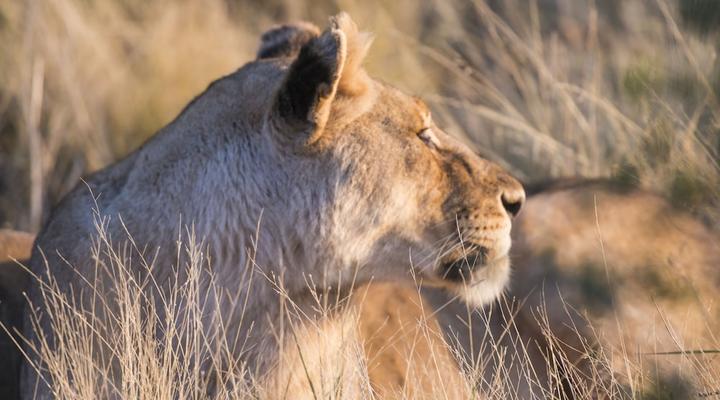 aha Thakadu River Camp