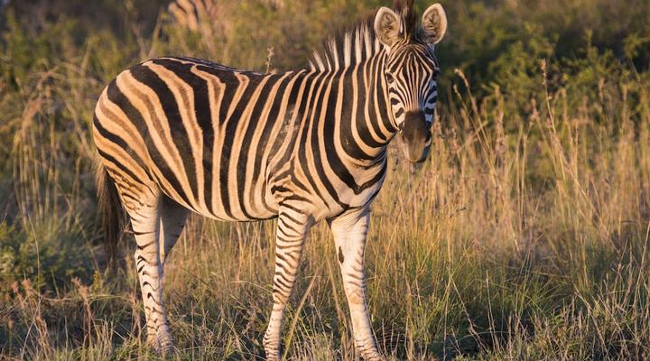 aha Thakadu River Camp