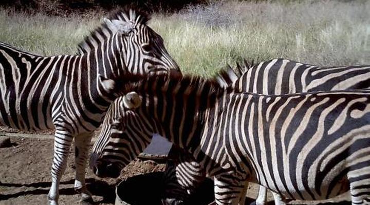 Boschfontein Guest Farm