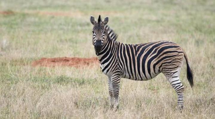 Boschfontein Guest Farm