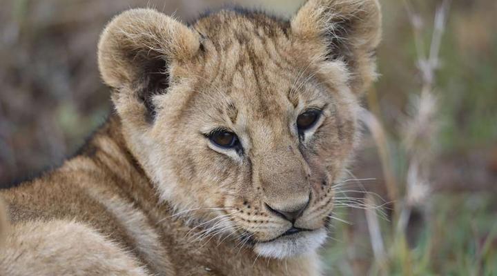 Royal Mara Safari Lodge