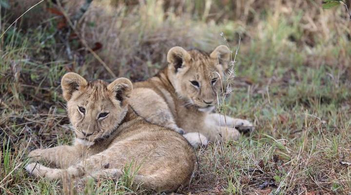 Royal Mara Safari Lodge