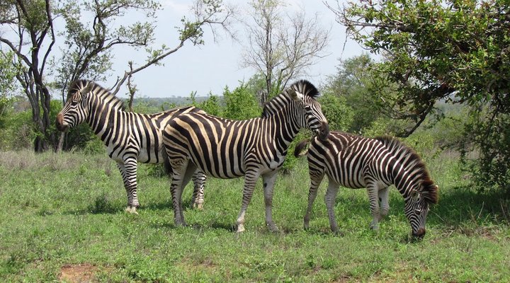 Mafigeni Safari Lodge