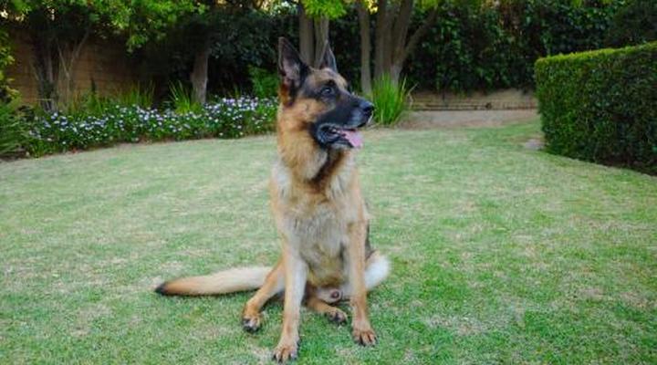 Edelweiss Bed & Breakfast