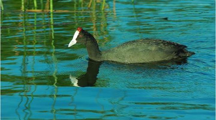 Monte Video Deo Gloria