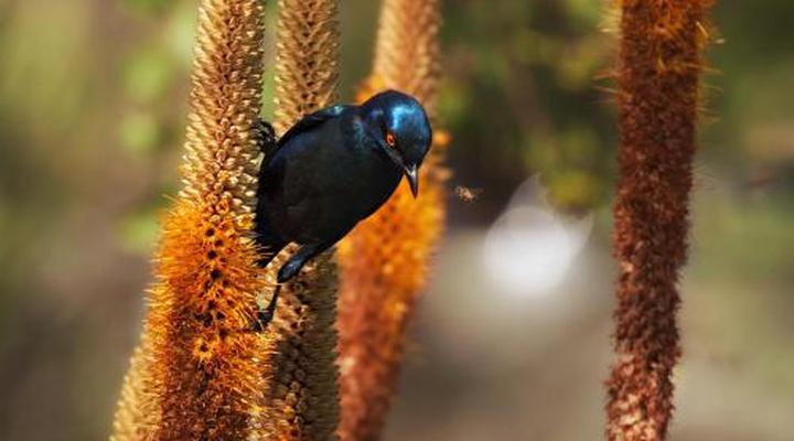 Monte Video Deo Gloria