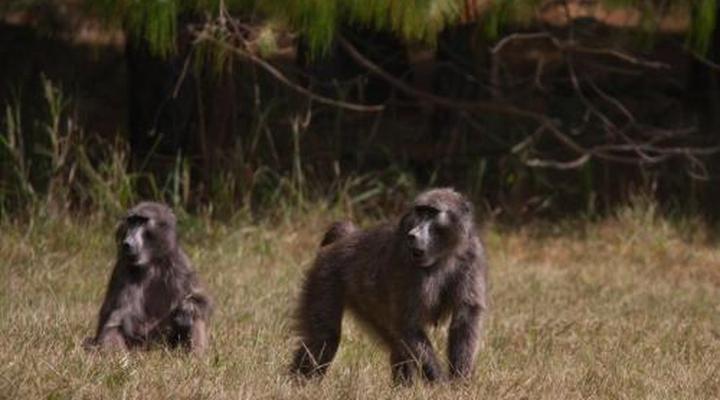 Monte Video Deo Gloria