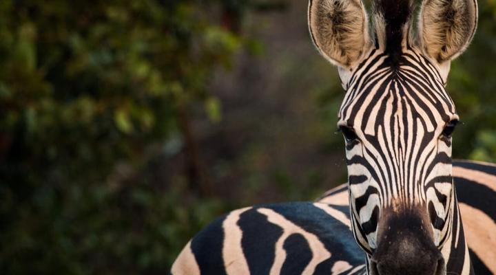 Shindzela Tented Safari Camp