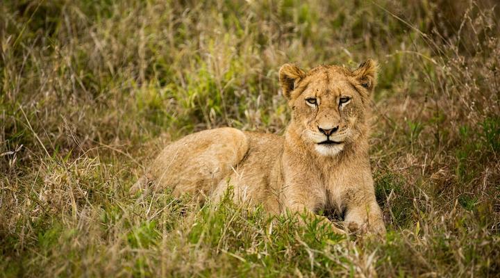 Hamiltons Tented Camp