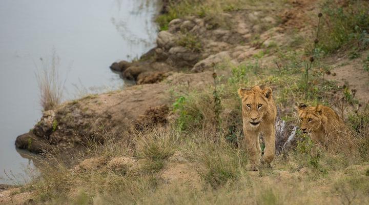 Hamiltons Tented Camp