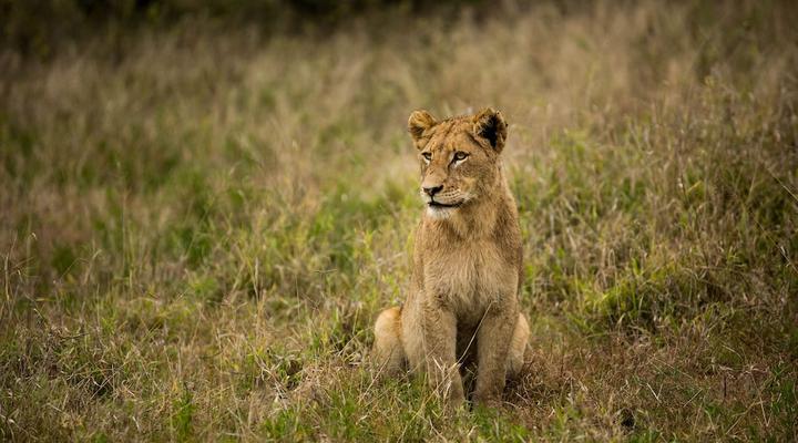 Hamiltons Tented Camp