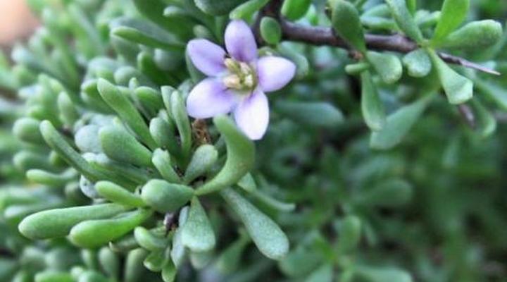 The Old School House