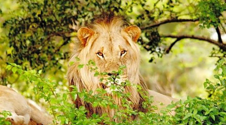 Legend Golf & Safari Resort