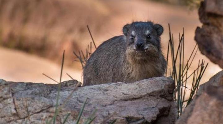 Heidelberg Kloof Lodge