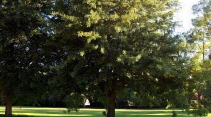 Rosenview Guest House