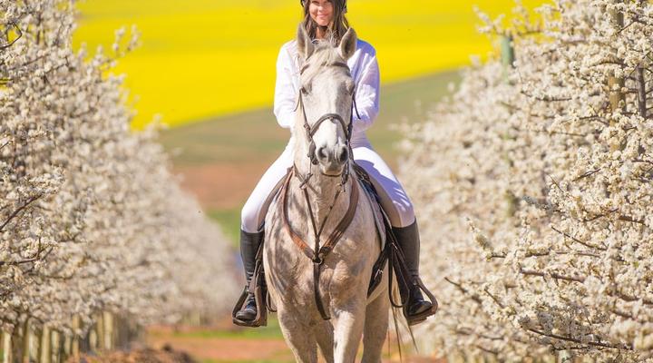 Endless Vineyards at Wildekrans Wine Estate