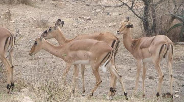 Country Link Guest Lodge