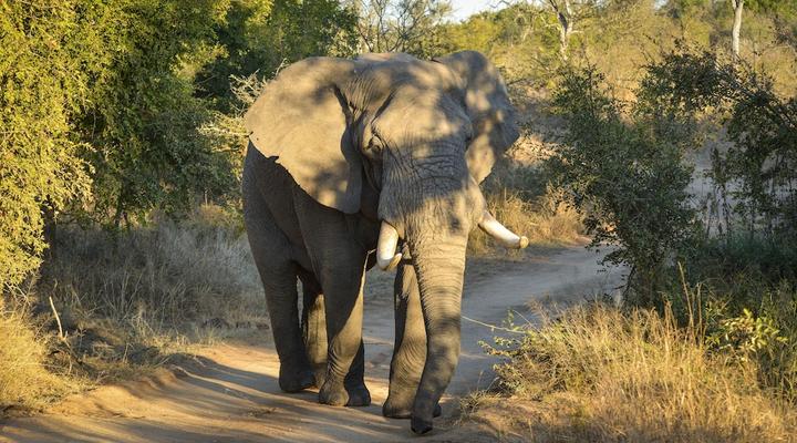Lion Sands Tinga Lodge