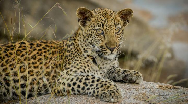 Lion Sands Tinga Lodge