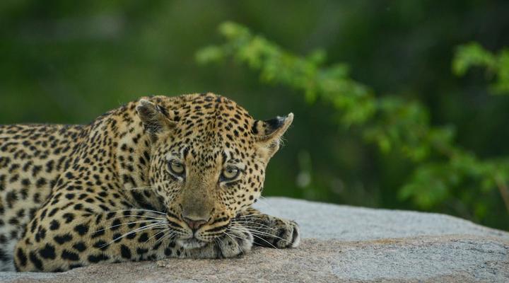 Lion Sands Tinga Lodge