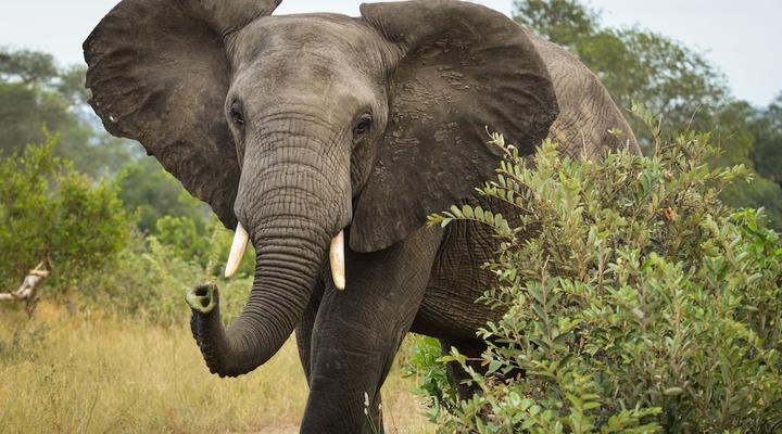 Lion Sands Tinga Lodge
