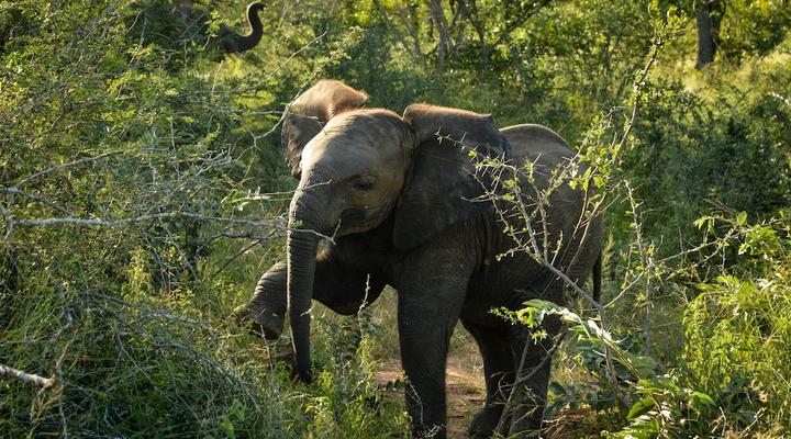Lion Sands Tinga Lodge