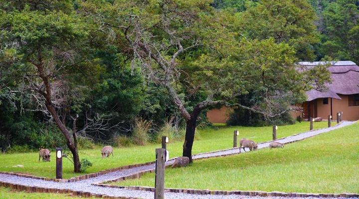 Premier Resort Mpongo Private Game Reserve